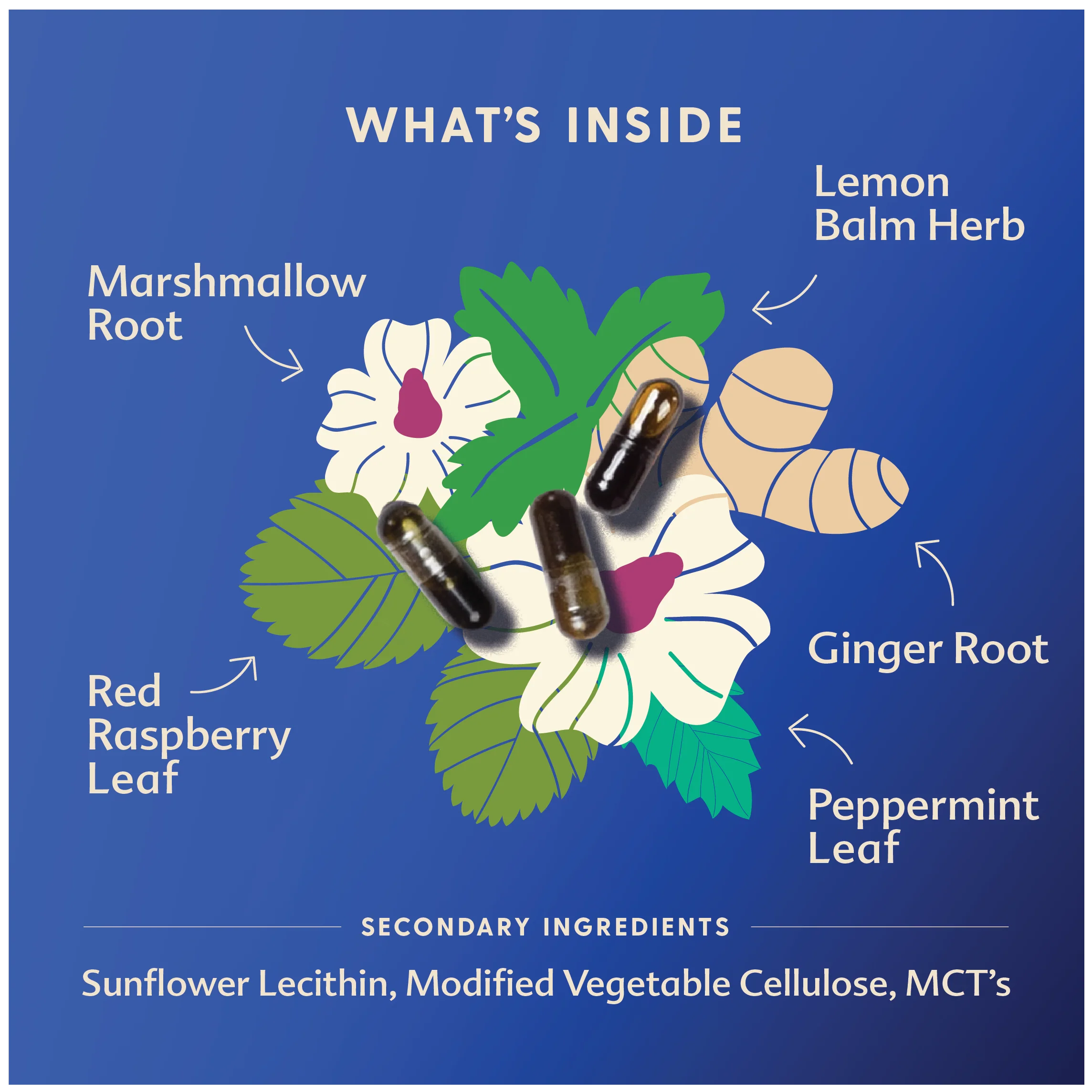 Morning Sickness Blend - Liquid Capsules - Image 4